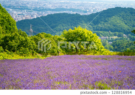 北海道札幌市Horomi Rin薰衣草 北海道札幌市Horomi Rin薰衣草 128816954