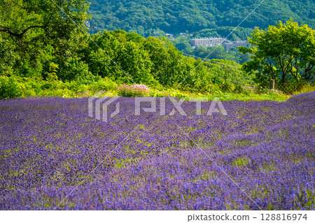 北海道札幌市Horomi Rin薰衣草 北海道札幌市Horomi Rin薰衣草 128816974
