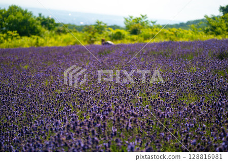 北海道札幌市Horomi Rin薰衣草 北海道札幌市Horomi Rin薰衣草 128816981