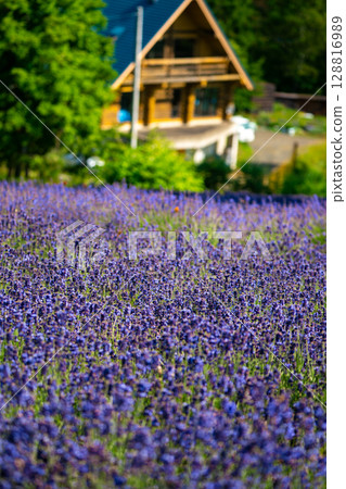 北海道札幌市Horomi Rin薰衣草 北海道札幌市Horomi Rin薰衣草 128816989