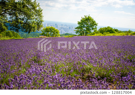 Hokkaido Sapporo City Horomi Rin Lavender Hokkaido Sapporo City Horomi Rin Lavender 128817004