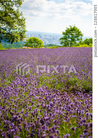 Hokkaido Sapporo City Horomi Rin Lavender Hokkaido Sapporo City Horomi Rin Lavender 128817005