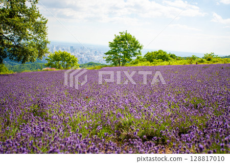 北海道札幌市Horomi Rin薰衣草 北海道札幌市Horomi Rin薰衣草 128817010