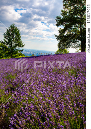 Hokkaido Sapporo City Horomi Rin Lavender Hokkaido Sapporo City Horomi Rin Lavender 128817023