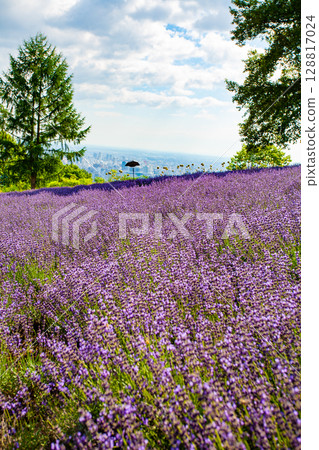 北海道札幌市Horomi Rin薰衣草 128817024