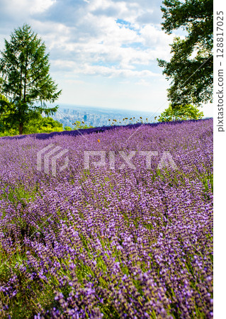 北海道札幌市Horomi Rin薰衣草 128817025