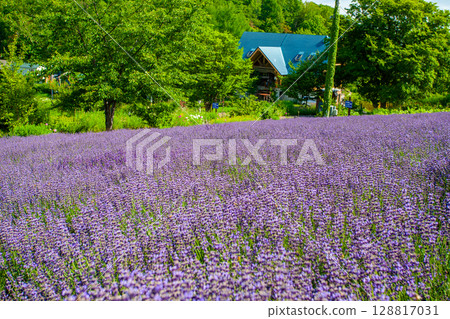 Hokkaido Sapporo City Horomi Rin Lavender Hokkaido Sapporo City Horomi Rin Lavender 128817031