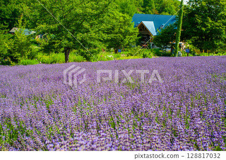 Hokkaido Sapporo City Horomi Rin Lavender Hokkaido Sapporo City Horomi Rin Lavender 128817032