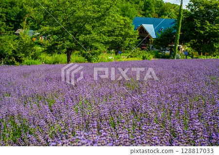 Hokkaido Sapporo City Horomi Rin Lavender Hokkaido Sapporo City Horomi Rin Lavender 128817033