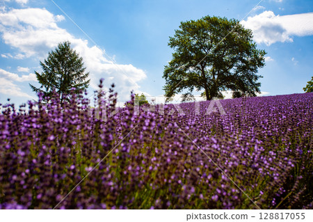 北海道札幌市Horomi Rin薰衣草 北海道札幌市Horomi Rin薰衣草 128817055
