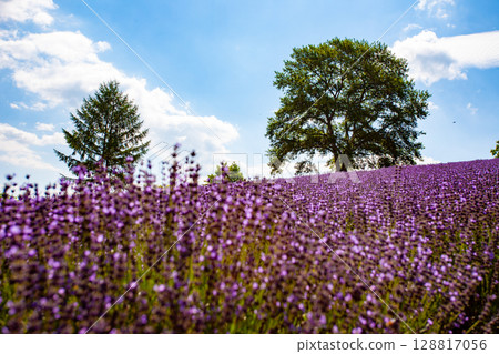 北海道札幌市Horomi Rin薰衣草 北海道札幌市Horomi Rin薰衣草 128817056