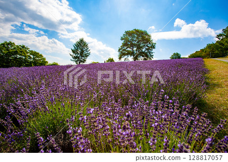 北海道札幌市Horomi Rin薰衣草 北海道札幌市Horomi Rin薰衣草 128817057