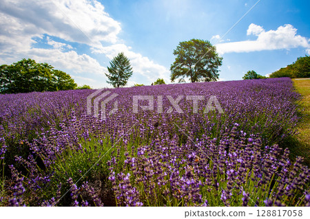 北海道札幌市Horomi Rin薰衣草 北海道札幌市Horomi Rin薰衣草 128817058
