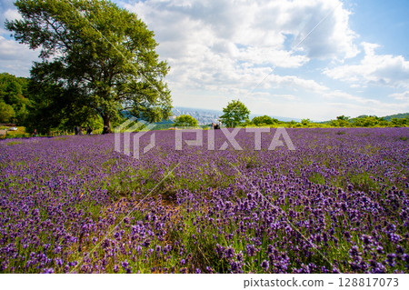 Hokkaido Sapporo City Horomi Rin Lavender 128817073