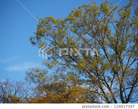 When new green leaves sprout on the camphor trees of Rikugien Garden When new green leaves sprout on the camphor trees of Rikugien Garden 128817387
