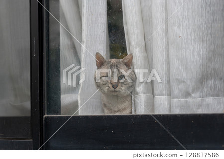 Siamese tabby cat looking out the window Siamese tabby cat looking out the window 128817586