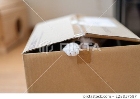 Cat in a cardboard box, brown tabby and white Cat in a cardboard box, brown tabby and white 128817587