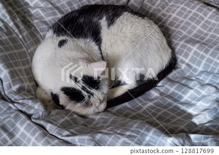 Black and white cat sleeping peacefully, curled up on a bed covered with checkered bed linen. Rest and relaxation of pets, recreation area in the house. Cute funny photo 128817699