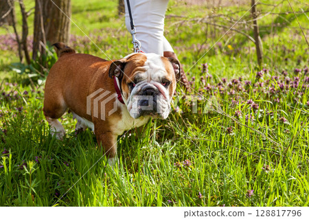English bulldog walking on leash through spring meadow 128817796
