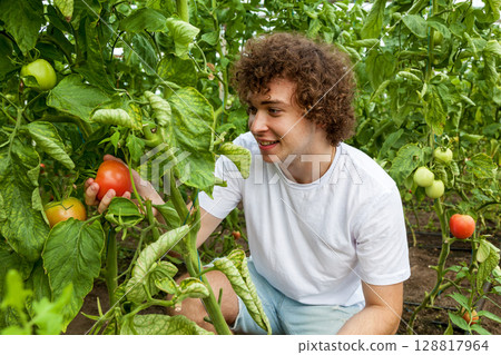 Young man picking ripe tomato in greenhouse 128817964