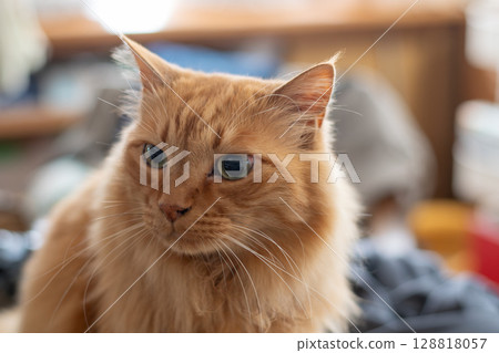 Sitting and staring brown tabby cat 128818057