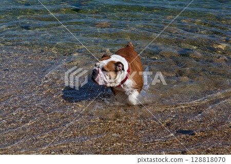 Bulldog splashing in shallow clear water at the beach Bulldog splashing in shallow clear water at the beach 128818070