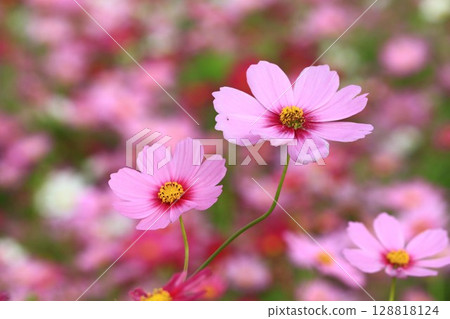 Blooming pink cosmos Blooming pink cosmos 128818124