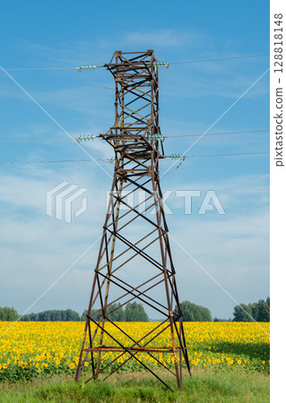 Electricity tower standing in a field of sunflowers against a clear sky Electricity tower standing in a field of sunflowers against a clear sky 128818148