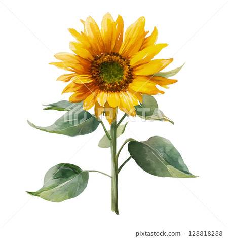 Yellow sunflower watercolor illustration Yellow sunflower watercolor illustration 128818288