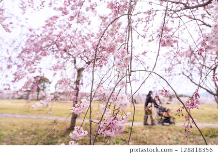 Spring in Hokusei Central Park, Yokkaichi City, Mie Prefecture People enjoying the weeping cherry blossoms and spring 128818356