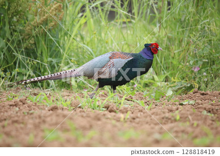 Wild pheasant walking through the field 128818419