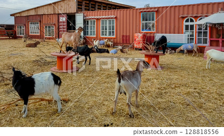 Farmyard with goats in front of repurposed shipping container buildings 128818556