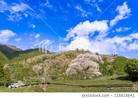 Mizume Sakura, Ushidai, a 300-year-old cherry tree in a tea field in Kawane-cho, Shimada City, Shizuoka Prefecture Mizume Sakura, Ushidai, a 300-year-old cherry tree in a tea field in Kawane-cho, Shimada City, Shizuoka Prefecture 128818641