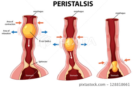 Peristalsis Process in Human Esophagus Illustration 128818661