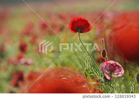 Poppy fields in the Umamuro area of Konosu city 128819343