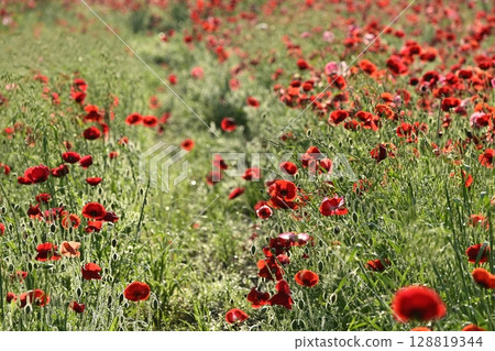 Poppy fields in the Umamuro area of Konosu city 128819344