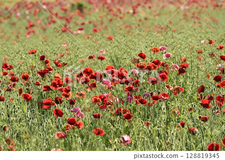 Poppy fields in the Umamuro area of Konosu city 128819345
