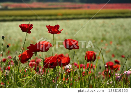 Poppy fields in the Umamuro area of Konosu city Poppy fields in the Umamuro area of Konosu city 128819363