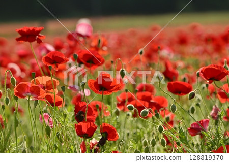 Poppy fields in the Umamuro area of Konosu city 128819370