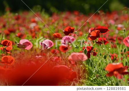 鴻巢市馬室地區的罌粟花田，蜜蜂飛舞 128819381