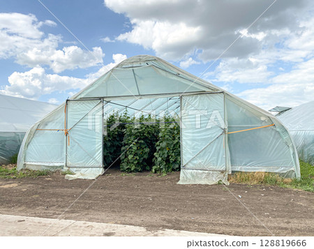 Growing Fresh Cucumbers in a Greenhouse. Growing Fresh Cucumbers in a Greenhouse. 128819666