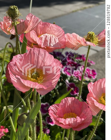 Close-Up of Vibrant Pink Poppies in Sunny Garden Close-Up of Vibrant Pink Poppies in Sunny Garden 128819782