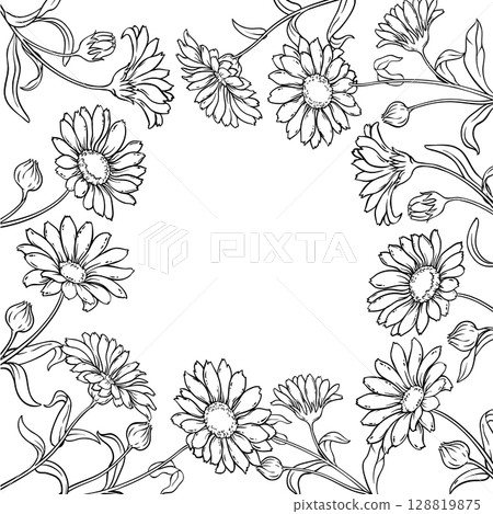 Calendula Plant with Flowers Outline Frame. 128819875