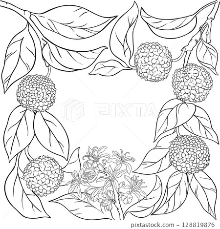 Calodendrum Branch with Fruits Outline Frame 128819876