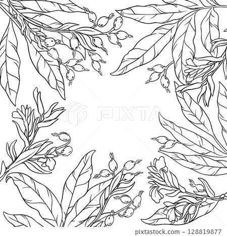 Cardamon Branch with Berries Outline Frame. Cardamon Branch with Berries Outline Frame. 128819877