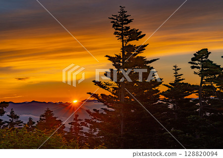 (Gunma Prefecture) Dawn over a sea of clouds through the forests of Shibu Pass 128820094