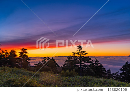 (Gunma Prefecture) Dawn over a sea of clouds through the forests of Shibu Pass (Gunma Prefecture) Dawn over a sea of clouds through the forests of Shibu Pass 128820106