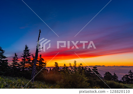 (Gunma Prefecture) Dawn over a sea of clouds through the forests of Shibu Pass 128820110