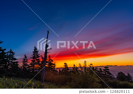 (Gunma Prefecture) Dawn over a sea of clouds through the forests of Shibu Pass (Gunma Prefecture) Dawn over a sea of clouds through the forests of Shibu Pass 128820111