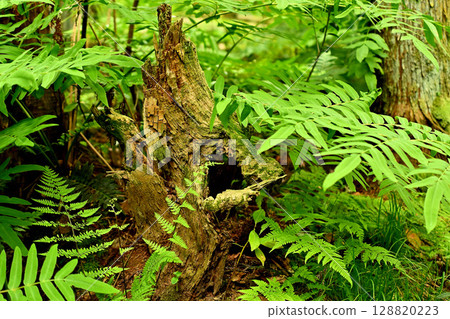 杉澤雪松,初夏,朽木,富山縣 杉澤雪松,初夏,朽木,富山縣 128820223